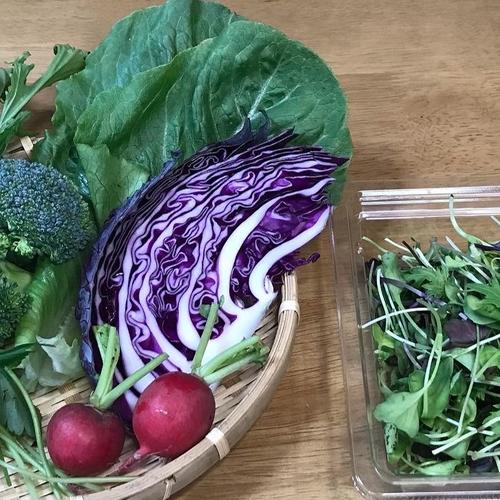 朝摘みブルーベリー（冷凍350g×3パック）農薬不使用 | 果物/ベリー類