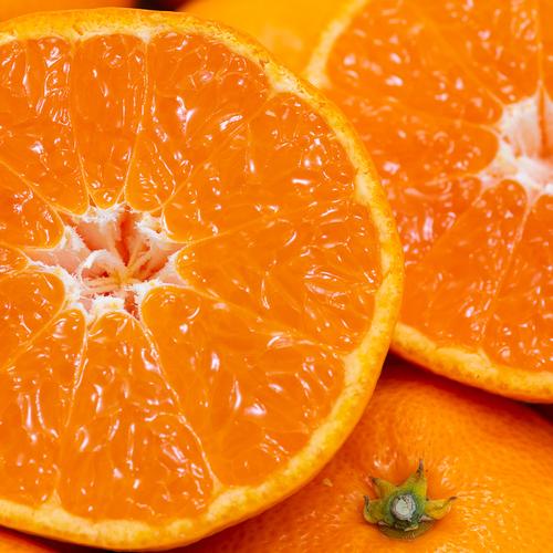送料無料】柑橘の大トロせとか （箱込み2kg） ｜ 果物/オレンジ