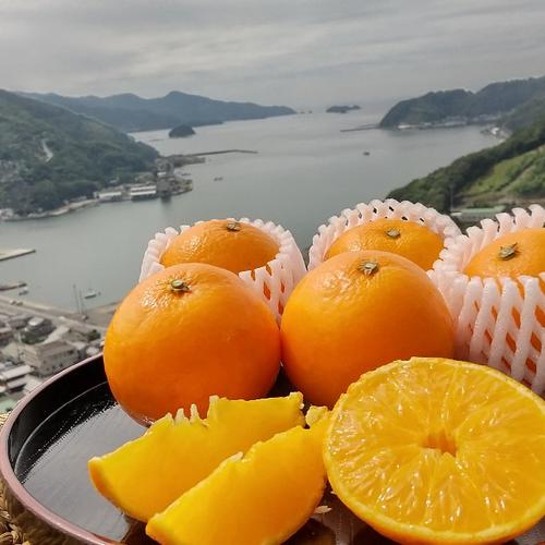 ちょっと小丸 まどんな8玉（風袋込み約1.5kg） | 果物/オレンジ