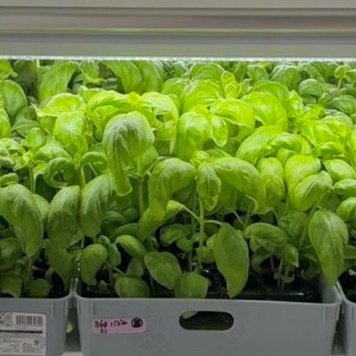 国産フレッシュバジル【500g】5袋分 無農薬/虫害ゼロ/葉だけ/注文が