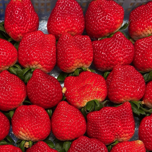 森いちご農園の冷凍イチゴ 2kg | 果物/いちご 産直アウル 農家から直接