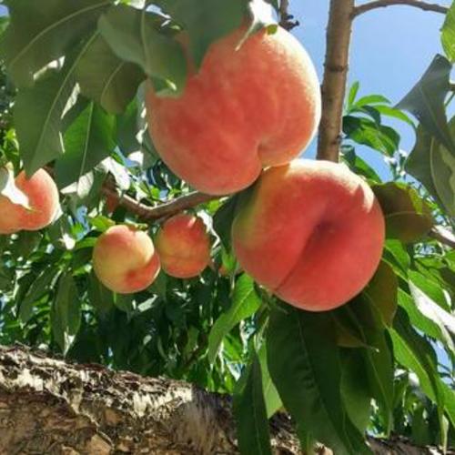 令和7年産 新米】須賀川の自然が育てたコシヒカリ玄米 10kg ｜ 米
