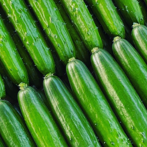 ExcelFarm（宮崎県・宮崎市）｜生産者詳細｜産直アウル