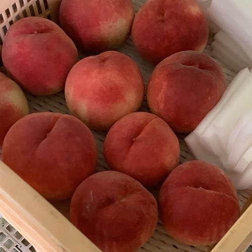 訳あり加工用シャインマスカット10キロ | 果物/ぶどう 産直アウル 農家