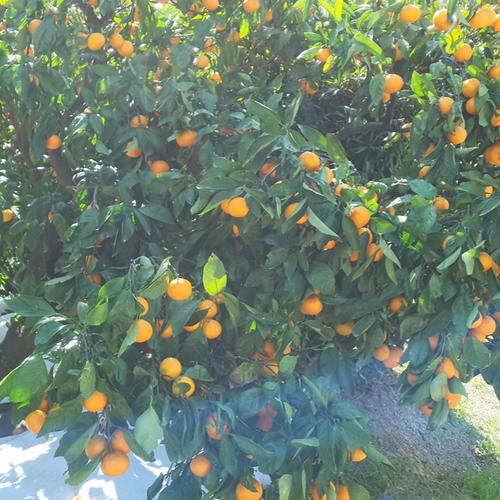 小さいみかん小玉【田口早生】 ｜ 果物/温州みかん 産直アウル 農家