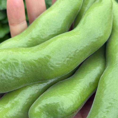 鮮度MAXそら豆1.2kg/執念の柔らかさ/薄皮ごと食べるご褒美おつまみ
