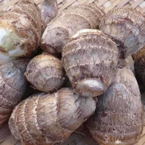 無農薬・JAS有機栽培 里芋「サトイモ」さといも 1kg | 野菜/里いも