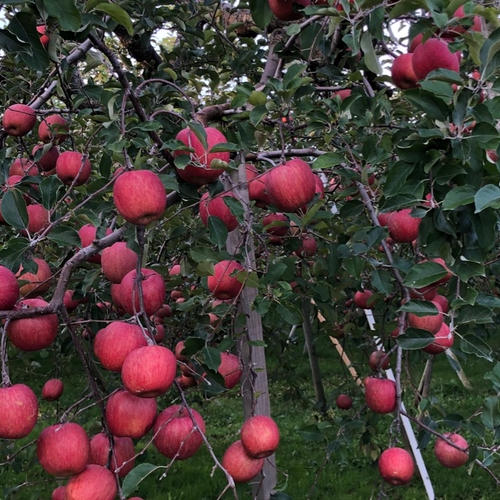 お試し品】濃厚サンふじ 小玉りんご | 果物/りんご 産直アウル 農家