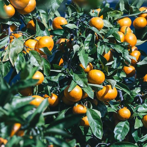 濃厚な甘みとコク 【EHIME UWAJIMA】南柑20号 Aセレクション（家庭用