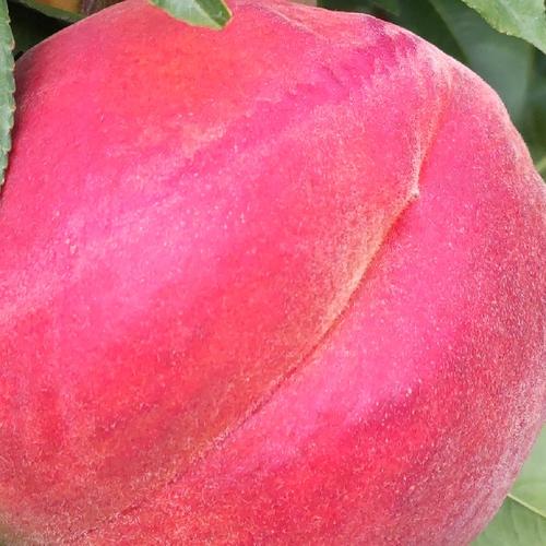 やまたか農園の採れたて「ワッサー」(家庭用) ｜ 果物/もも 産直アウル