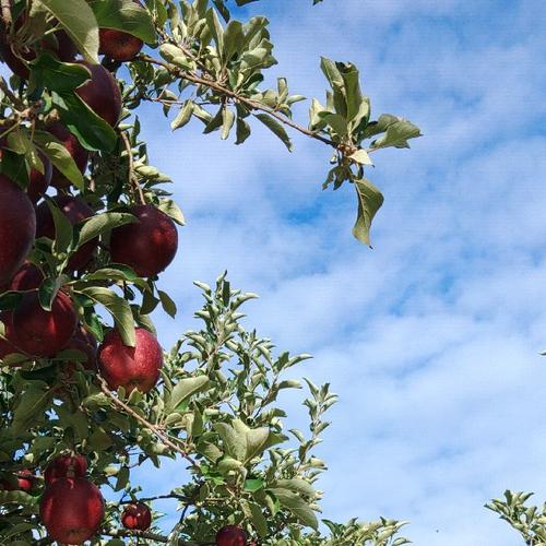 家庭用のりんご🍎サンふじ🍎大玉～中玉サイズ14玉入り ｜ 果物