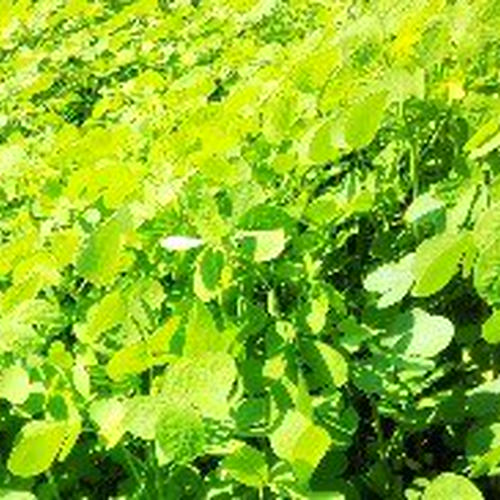 乾燥イタドリ1・5kg ｜ お茶/その他のお茶 産直アウル 農家・漁師など