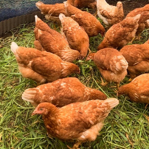 冷蔵》平飼い自然卵／Sサイズ【20個】 ｜ 卵/鶏卵 産直アウル 農家