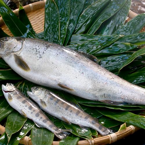 伊豆天城産】生わさび【1本】 ｜ 野菜/薬味 産直アウル 農家・漁師など