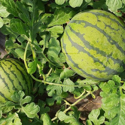 訳あり 茄子 20本 なすび | 野菜/茄子 産直アウル 農家から直接野菜