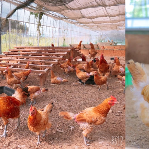 平飼い名古屋コーチン【王様のたまご】12個（6個入り×2p） ｜ 卵/鶏卵