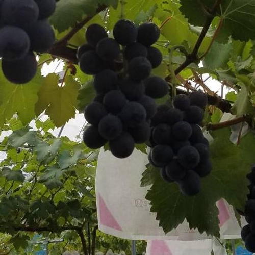 一箱 忍まるギフトBOX 約600g 葡萄 ぶどう 粒ぶどう お中元 ご褒美