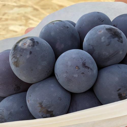 ナガノパープル4kg（岡山県産・種なし） | 果物/ぶどう 産直アウル