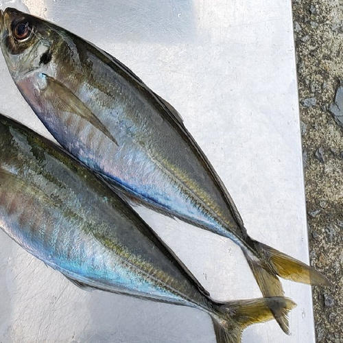 養殖タイ1養殖シマアジ1 ｜ 魚介類/魚介セット・詰め合わせ 産直アウル
