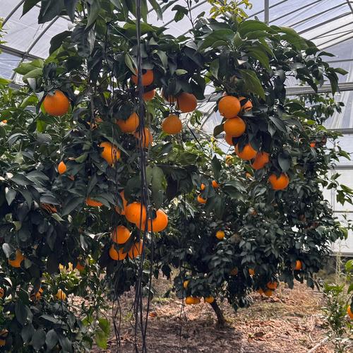 市場にほぼ出回らない】甘平《秀品 2kg》柑橘史上トップクラスの甘さ