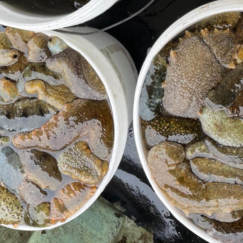 タコ壺漁で捕っている瀬戸内海産マダコ2キロ（1匹から3匹） | 魚介類