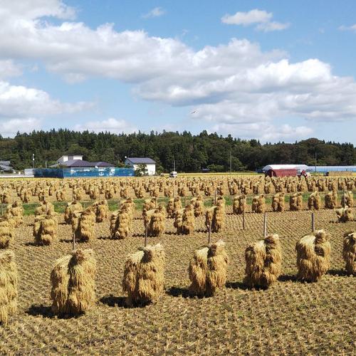 農家直送 令和7年産 自然乾燥米 秋田県産あきたこまち 玄米20kg ｜ 米
