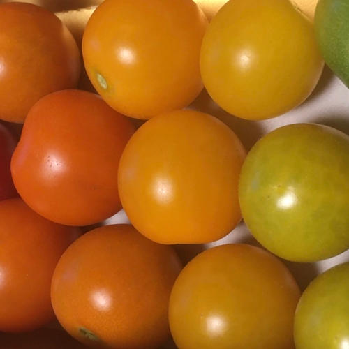 ねずみ大根(辛味大根)おろし・漬物専用 伝統野菜 | 野菜/大根 産直