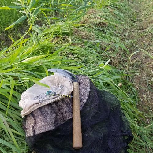 新生姜 3kg 農薬栽培期間中不使用・無肥料 熊本県産 露地 自然栽培