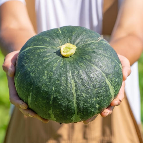 新拓農園~こだわり完熟かぼちゃSセット~ ｜ 野菜/かぼちゃ 産直アウル