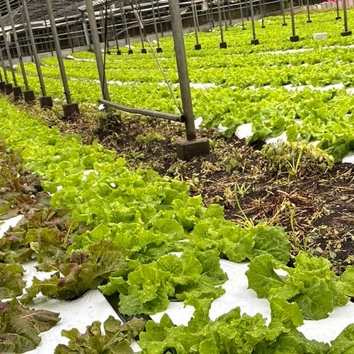 新鮮！ふわふわだけどシャキっとしているサニーレタス！【5株1㎏以上