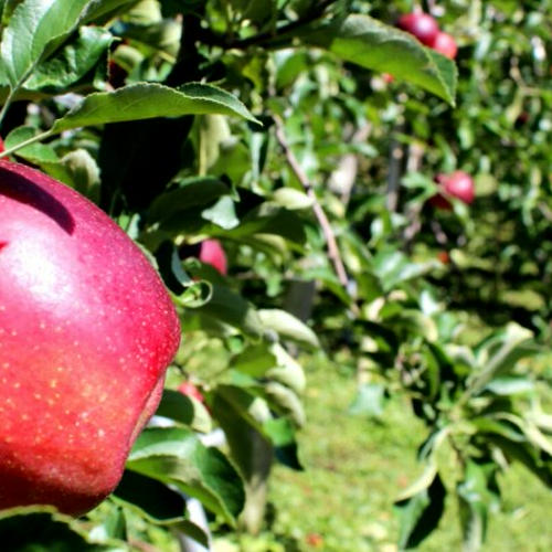 山﨑りんご農園（長野県・麻績村）｜生産者詳細｜産直アウル
