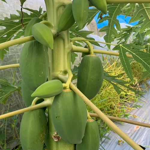 青パパイヤ3kg【農薬不使用・化学肥料不使用・おかやま有機無農薬認証