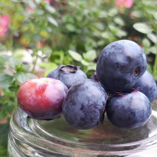 新じゃがいも】デストロイヤー/グラウンドペチカ(20kg) | 野菜