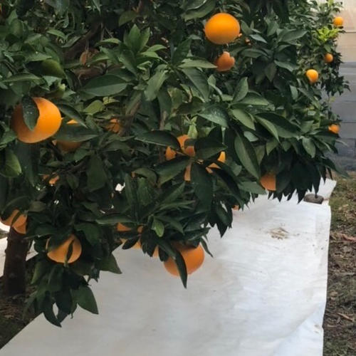 ☆木下さんちの甘平☆家庭用箱込み5キロ | 果物/オレンジ・その他