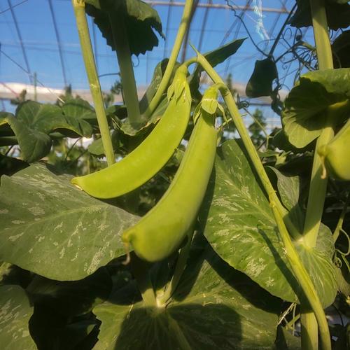 訳あり】泥付き長ネギ 約4kg 約10〜20本 | 野菜/ねぎ 産直アウル 農家