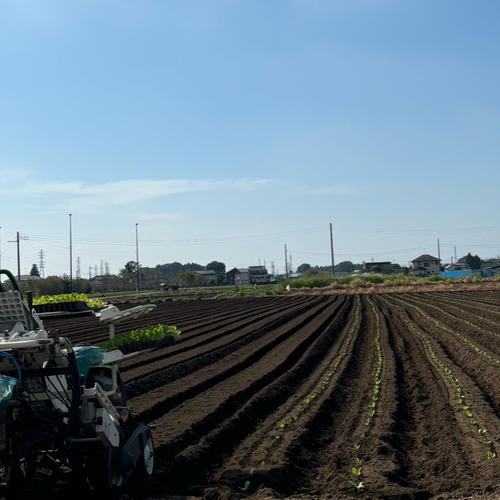 訳あり】長なす2kg（家庭用・茨城県産） ｜ 野菜/茄子 産直アウル 農家