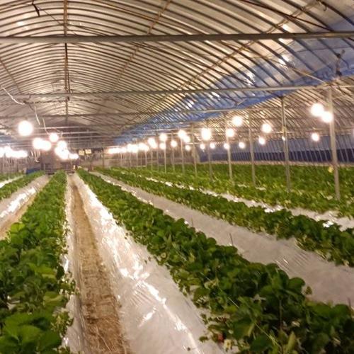 まごころ農園（熊本県・天草市）｜生産者詳細｜産直アウル