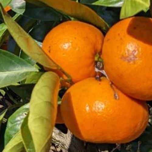 温州みかん10kg ご家庭用 12月予約販売 ｜ 果物/温州みかん 産直アウル