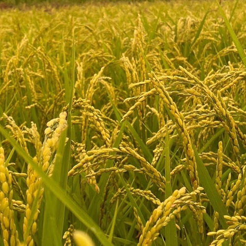 精米済み 10キロ2袋　【農家直送！】新潟県産こしいぶき 特別栽培米 7年産 令和8年産【新米】新潟県産 こしいぶき 精米 10kg ｜ 米・穀物/米/精米