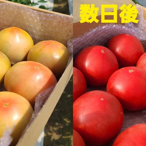 前田農園 トマト 桃太郎 1箱（約2kg8個～12個） | 野菜/トマト 産直