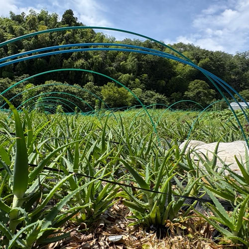 予約販売】鮮度抜群☆とれたて自然栽培たけのこ☆3kg ｜ 野菜/たけのこ