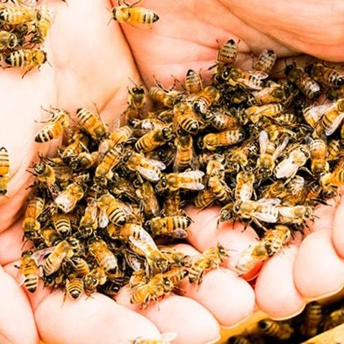 お得な2kg】 国産純粋 れんげ蜂蜜 2kgビン | はちみつ/はちみつ 産直