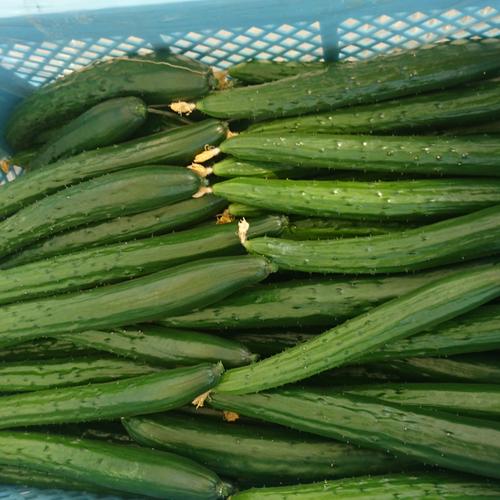 新鮮キュウリ1kg(10本前後)日時指定可【特別栽培農産物】 | 野菜