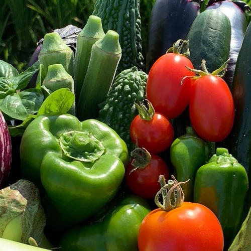 新タマネギ ターザン 農薬不使用・化学肥料不使用 箱込み5kg ｜ 野菜