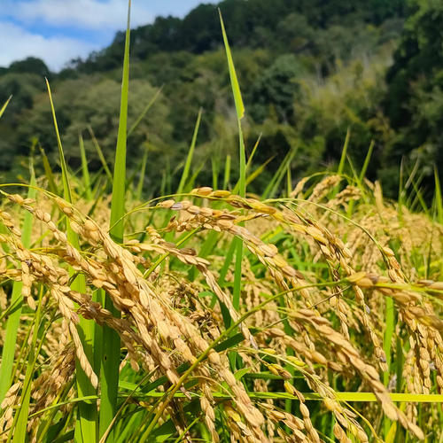 自然農法のコシヒカリ 玄米20キロ 無農薬無肥料 山水と豊かな土壌で