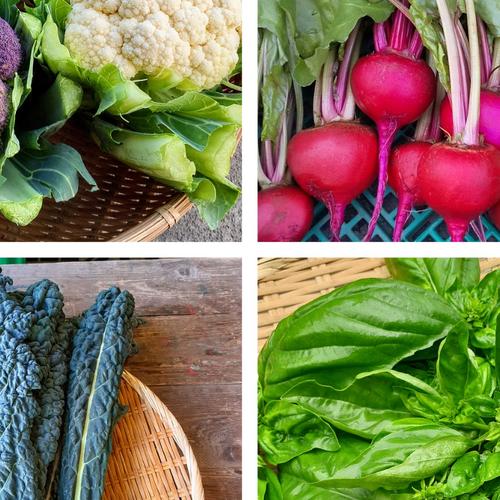 有機・規格外が特価】有機なす1.5kg+オマケ付☆【限定品】 | 野菜/茄子