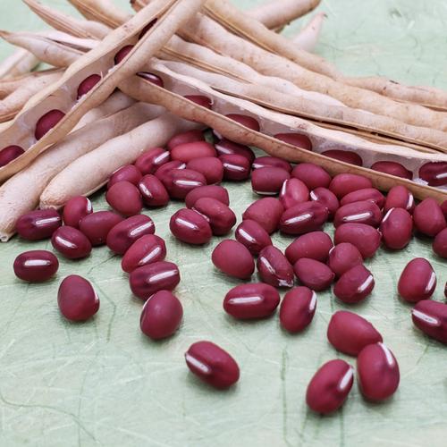 選別体験用】莢付き大納言小豆 1.5kg（選別後正味重量約1kg） | 野菜