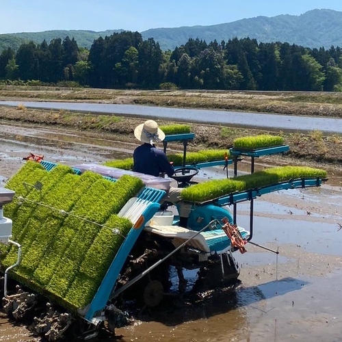 令和8年産【新米】新潟県産 こしいぶき 精米 10kg ｜ 米・穀物/米/精米