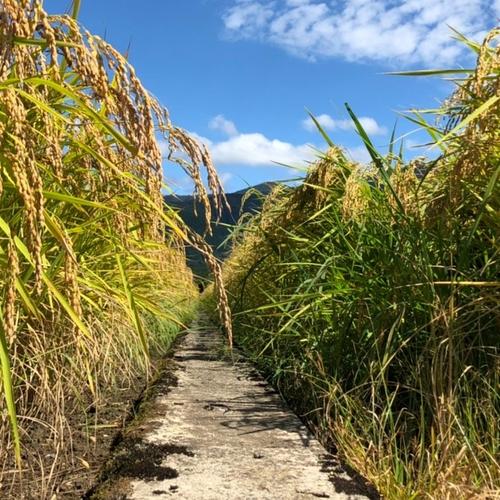 令和7年産！＊特別栽培米''隠れたお米の名産地''新潟県五泉産