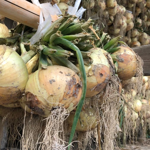 淡路島産玉ねぎ 「七宝甘70」5kg ｜ 野菜/玉ねぎ 産直アウル 農家